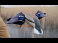 Avian X PowerFlight Mallard
