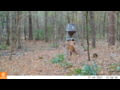 Bushnell Core DS - 2 Yearlings and a Doe