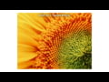 Moment - Introducing T-Series Macro 10x Lens