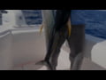 Yo-Zuri Mag Dive New Size, true big fish bait!