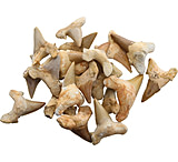 Image of Arrowhead Shark Tooth Fossils 1.5 Inch