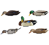 Image of Avian X Mallard Hen Species