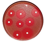 Image of BD Antibiotics and AntimycoticsNorfloxacin to Vancomycin, BD Diagnostics 231609 Piperacillin, 100 ug