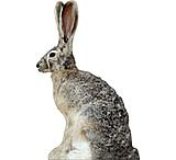 Image of Extreme Dimension Wildlife Calls Phantom HD Decoy - Jack Rabbit