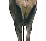 Image of Montana Decoy Co. Backcountry Elk Decoy
