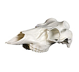 Image of Mountain Mike's Skull Master