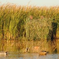 Avery Outdoors Real Grass