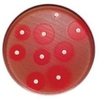 BD BBL Sensi-Disc Antimicrobial Susceptibility Test Discs, BD Diagnostic Systems 231696 Cefepime