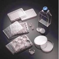 Corning BioCoat Cellware, Collagen Type IV, 354534 Culture Flasks T-25 (25 cm2)