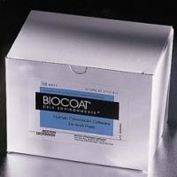 Corning BioCoat Cellware, Fibronectin, 354521 Culture Flasks T-75 (75 cm2)