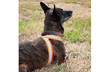 Image of United States Tactical Reflective Elastic Belt, Orange, UST-BLT00906