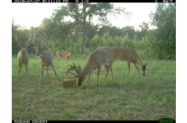 Image of 4S Antler Addict Mineral Block
