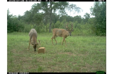 Image of 4S Antler Addict Mineral Block
