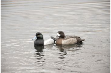 Image of Avery Outdoors PG Blue-Bills-Lesser Scaup, 1/2 dozen, 77138