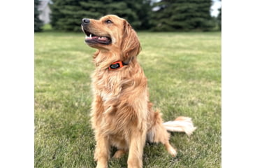 Image of BOYT 38108 MR1001 ADD-A-COLLAR BLK/ORNG