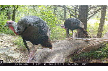 Image of Browning Trail Cameras Dark Ops Pro-X 1080 Trail Camera, BTC 6PX-1080