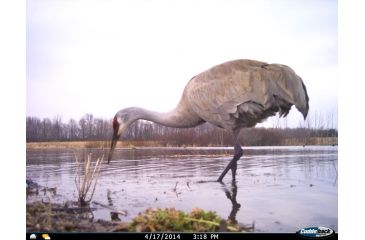 Image of Cuddeback C2 Long Range Video Camera 20 MP Brown