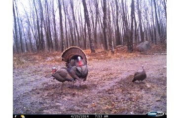 Image of Cuddeback C2 Long Range Video Camera 20 MP Brown