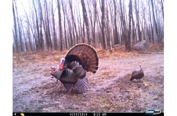 Image of Cuddeback C2 Long Range Video Camera 20 MP Brown