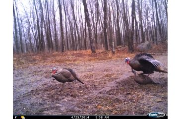 Image of Cuddeback C2 Long Range Video Camera 20 MP Brown