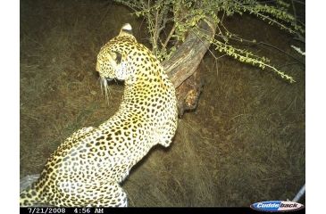 Image of Sample Image Captured by Cuddeback Digital Scouting Camera 1125