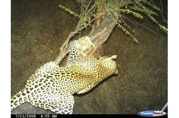 Image of Sample Image Captured by Cuddeback Digital Scouting Camera 1125