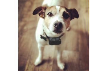 Image of D.T. Systems Bark Boss No Bark Trainer, Black, 7&quot;-27&quot; Bark Boss