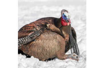 Image of Dave Smith Decoys Feeding Hen Decoy