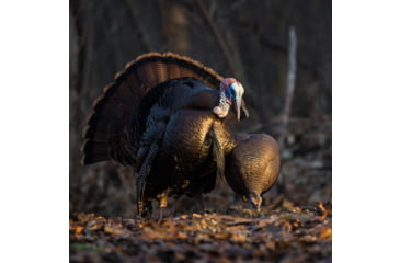 Image of Dave Smith Decoys Feeding Hen Decoy