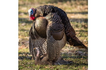 Image of Dave Smith Decoys Mating Hen Decoy