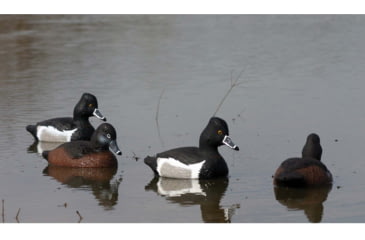 Image of Higdon Outdoors 19483 Standard Ringneck Species Multi Color Foam Filled 6 Pack