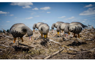 Image of Higdon Outdoors APEX Full-Size Full-Body Feeder Pack Decoy, Specklebelly, 6 Pack, 72546