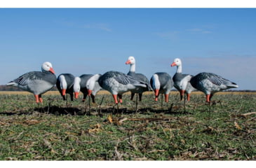 Image of Higdon Outdoors APEX Full-Size Full-Body Variety Pack Decoy, 8 Pack, Blue, 72438