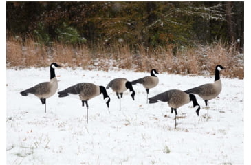 Image of Higdon Outdoors APEX Full-Size Full-Body Variety Pack Decoy, Canada, 6 Pack, 72237