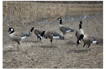 Image of Higdon Outdoors APEX Full-Size Full-Body Variety Pack Decoy, Canada, 6 Pack, 72237