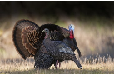 Image of Higdon Outdoors Hard Body Upright Hen Turkey Decoy, 63111