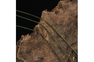 Image of Kast King 13X Finesse Braided Fishing Line, Chartreuse, 12 lb/150 yd, KKLIBRDKP13XF150YCT1