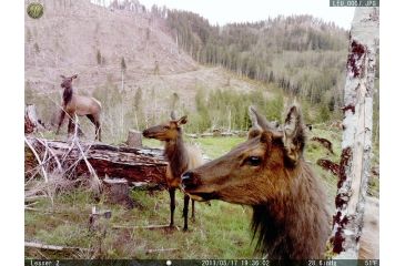 Image of Leupold 8 Megapixel RCX-1 Trail Camera Sample Image