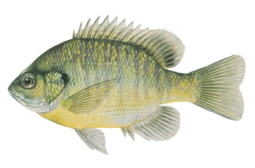 Image of Live Target Livetarget Sunfish Bluegill Medium Sink Lipless Rattlebait, Sinking, Natural/Matte, 2 3/16in, 1/4oz, #6 #8 Hooks, BGV55SK100