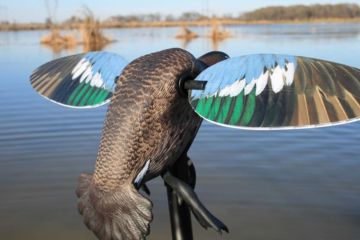 Image of Mojo Blue Wing Teal, Elite Series HW2475