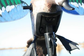 Image of Mojo Blue Wing Teal, Elite Series HW2475