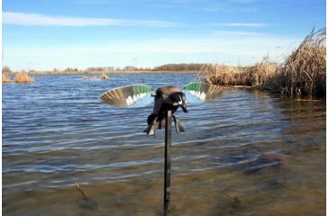 Image of Mojo Blue Wing Teal, Elite Series, HW2475