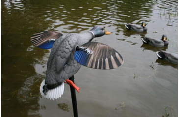 Image of Mojo King Mallard Drakes Decoy, HW2520