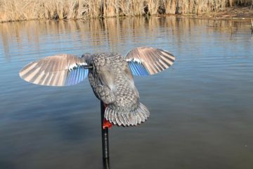 Image of Mojo Mini Mallard Hen Decoy, Elite Series HW2471