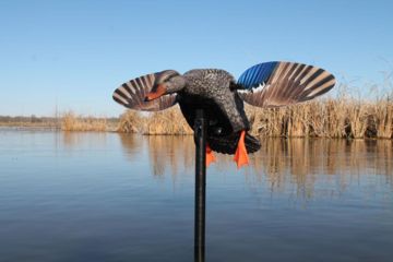 Image of Mojo Mini Mallard Hen Decoy, Elite Series HW2471