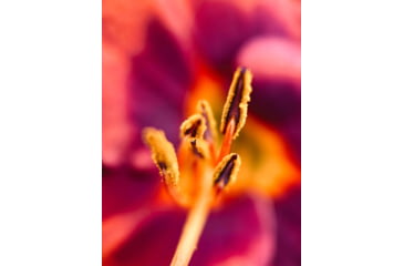 Image of Moment T-Series Macro Lens, 10x, 130-107
