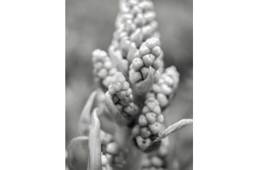 Image of Moment T-Series Macro Lens, 10x, 130-107