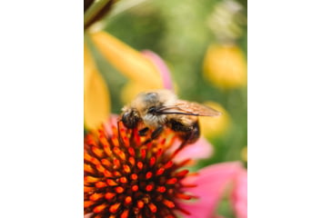 Image of Moment T-Series Macro Lens, 10x, 130-107