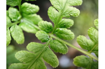 Image of Moment T-Series Macro Lens, 10x, 130-107