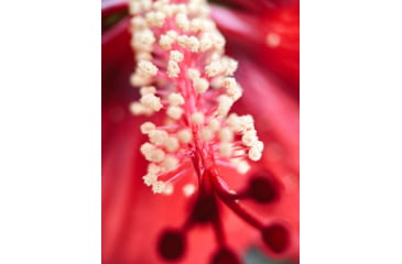 Image of Moment T-Series Macro Lens, 10x, 130-107